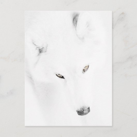 Carte Postale Husky (Devant)