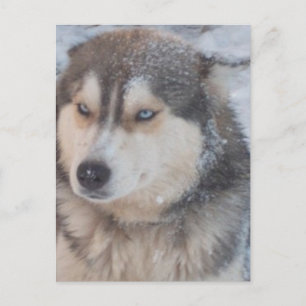 Carte postale Husky Blue Eyes
