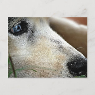 Carte Postale Husky Blue Eyes Siberia