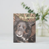 Carte postale Husky Collie Cross (Debout devant)