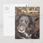 Carte postale Husky Collie Cross (Devant / Derrière)