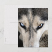 Carte Postale Husky de Sibérie Postcrossing (Devant / Derrière)