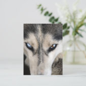 Carte Postale Husky de Sibérie Postcrossing (Debout devant)