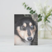 Carte Postale Husky One Blue Eye One Brown Oeil (Debout devant)