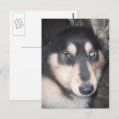 Carte Postale Husky One Blue Eye One Brown Oeil (Devant / Derrière)
