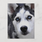 Carte postale Husky Puppy (Devant)