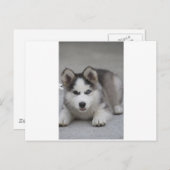 Carte Postale Husky Puppy (Devant / Derrière)