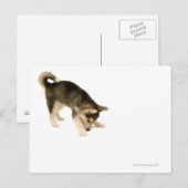 Carte Postale Husky Puppy 2 (Devant / Derrière)