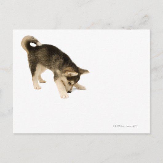 Carte Postale Husky Puppy 2 (Devant)
