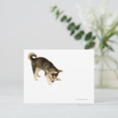 Carte Postale Husky Puppy 2 (Debout devant)