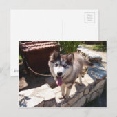 Carte Postale Husky Sam (Devant / Derrière)