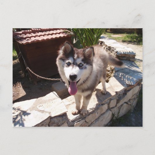 Carte Postale Husky Sam (Devant)