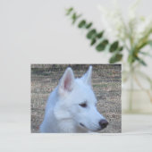 Carte Postale husky sibérien blanc (Debout devant)