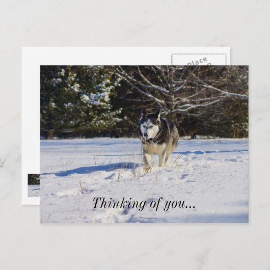 Carte Postale Husky Sibérien Dans La Neige De Vous Penser (Devant / Derrière)