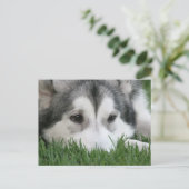 Carte postale Husky Sleeping (Debout devant)