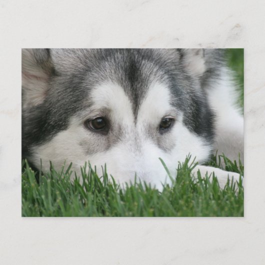 Carte postale Husky Sleeping (Devant)