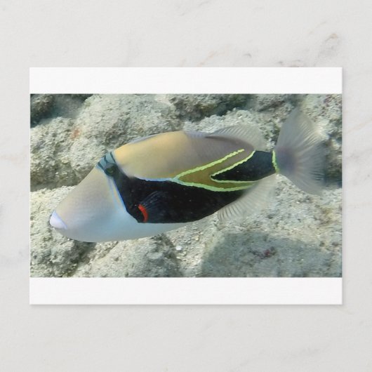 Carte Postale Huymuhumunukuapua'a Poisson officiel de l'État d'H (Devant)