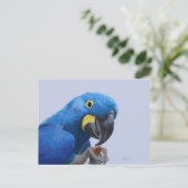 Carte Postale Hyacinth Macaw (Debout devant)