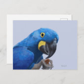 Carte Postale Hyacinth Macaw (Devant / Derrière)