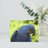 Carte Postale Hyacinth Macaw (Debout devant)
