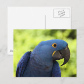 Carte Postale Hyacinth Macaw (Devant / Derrière)