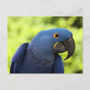 Carte Postale Hyacinth Macaw
