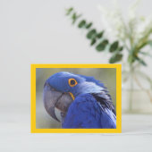 Carte Postale Hyacinth Macaw (Debout devant)