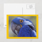 Carte Postale Hyacinth Macaw (Devant / Derrière)
