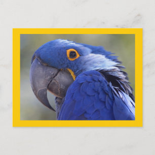 Carte Postale Hyacinth Macaw