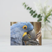Carte Postale Hyacinth Macaw Parrot (Debout devant)