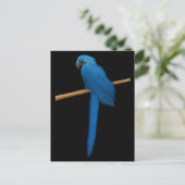 Carte Postale Hyacinth Macaw Parrot (Debout devant)