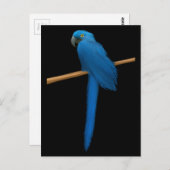 Carte Postale Hyacinth Macaw Parrot (Devant / Derrière)