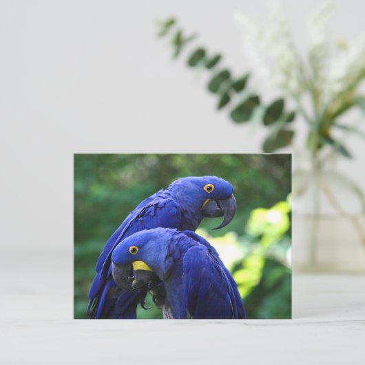 Carte Postale Hyacinth Macaws (Debout devant)
