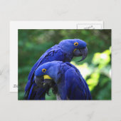 Carte Postale Hyacinth Macaws (Devant / Derrière)
