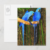 Carte Postale Hyacinth Macaws photo JLH (Devant / Derrière)
