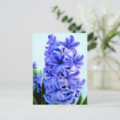 Carte postale Hyacinthe Bleue (Debout devant)