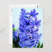 Carte postale Hyacinthe Bleue (Devant / Derrière)