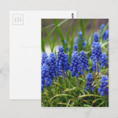 Carte Postale Hyacinthe de raisin (Devant / Derrière)