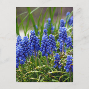 Carte Postale Hyacinthe de raisin