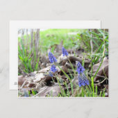 Carte postale - Hyacinthe de raisin (Devant / Derrière)