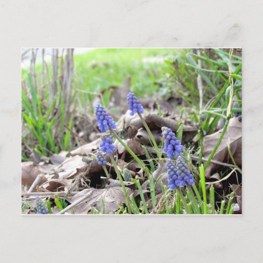 Carte postale - Hyacinthe de raisin (Devant)