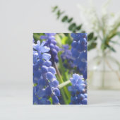 Carte postale - Hyacinthe de raisin (Debout devant)