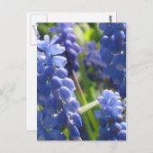 Carte postale - Hyacinthe de raisin (Devant / Derrière)