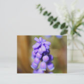 Carte Postale Hyacinthe de raisin (Debout devant)