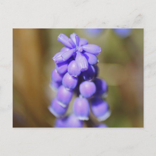 Carte Postale Hyacinthe de raisin (Devant)