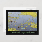 Carte Postale Hyacinthe D'Eau À Cullinan Park, Sugar Land, Texas (Devant / Derrière)