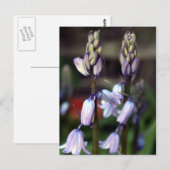 Carte Postale hyacinthe deux (Devant / Derrière)