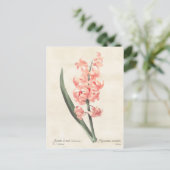 Carte Postale Hyacinthe rose Illustration botanique Vintage (Debout devant)
