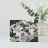 Carte postale Hyacinthes (Debout devant)