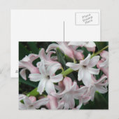 Carte postale Hyacinthes (Devant / Derrière)
